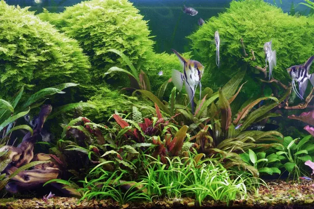 Zdjęcie Idealna temperatura w akwarium: klucz do zdrowia ryb i roślin
