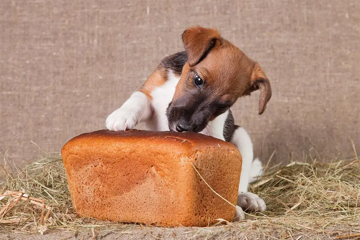 Zdjęcie Czy pies może jeść chleb: Poradnik o zdrowym karmieniu twojego pupila