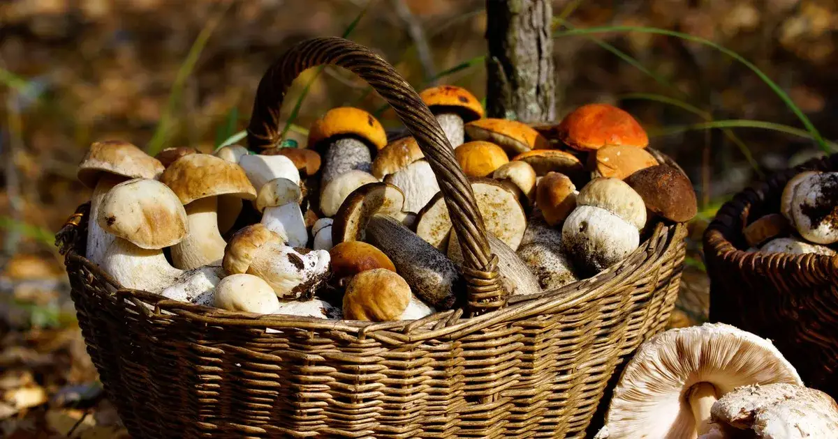 Zdjęcie Kiedy jest sezon na kanie? Odkryj najlepszy czas na zbieranie tych grzybów