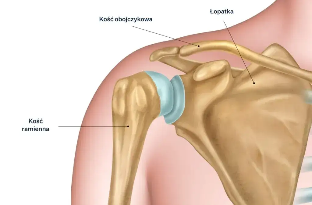 Zdjęcie Ile trwa rehabilitacja po złamaniu obojczyka i co wpływa na czas?