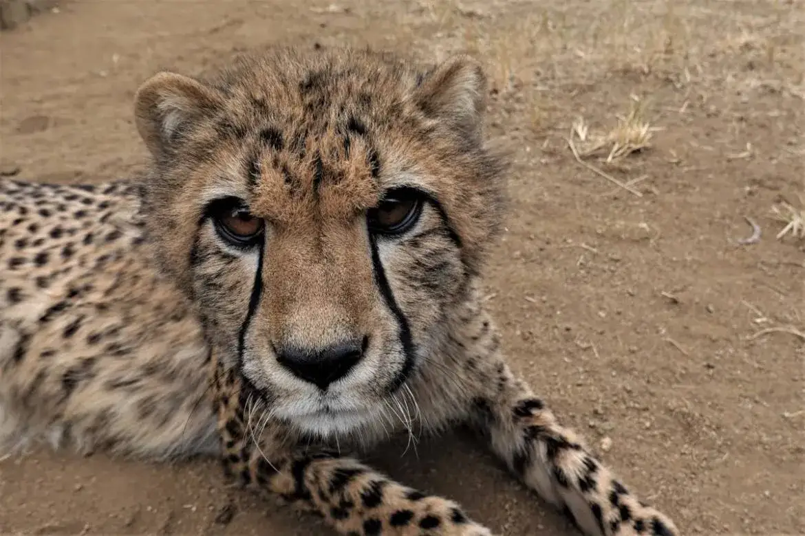 Zdjęcie Z jaką prędkością biega gepard? Odkryj jego niesamowite możliwości