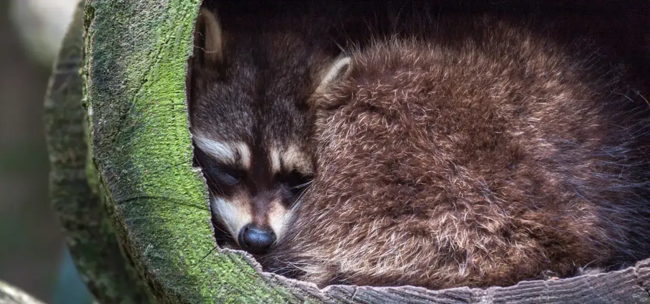 Zdjęcie Jakie zwierzęta zapadają w sen zimowy? Oto zaskakujące przykłady