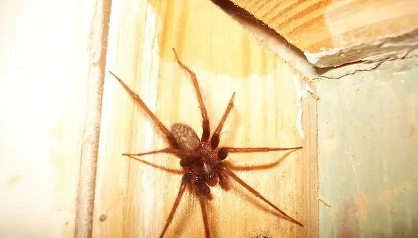 Zdjęcie Czym żywią się pająki domowe i jak wpływają na Twoje mieszkanie?