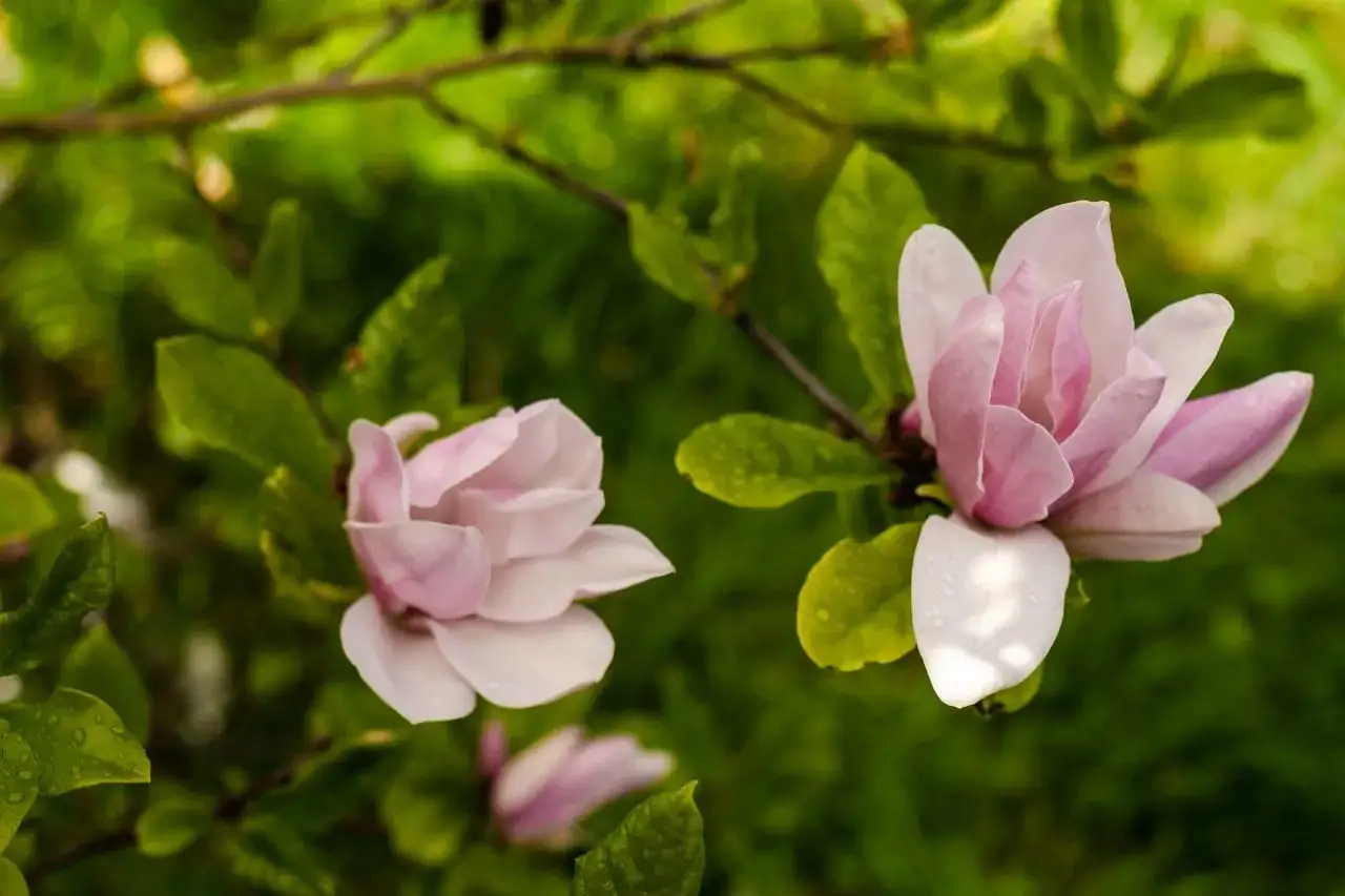 Zdjęcie Kiedy sadzić magnolie do gruntu? Najlepszy czas i porady