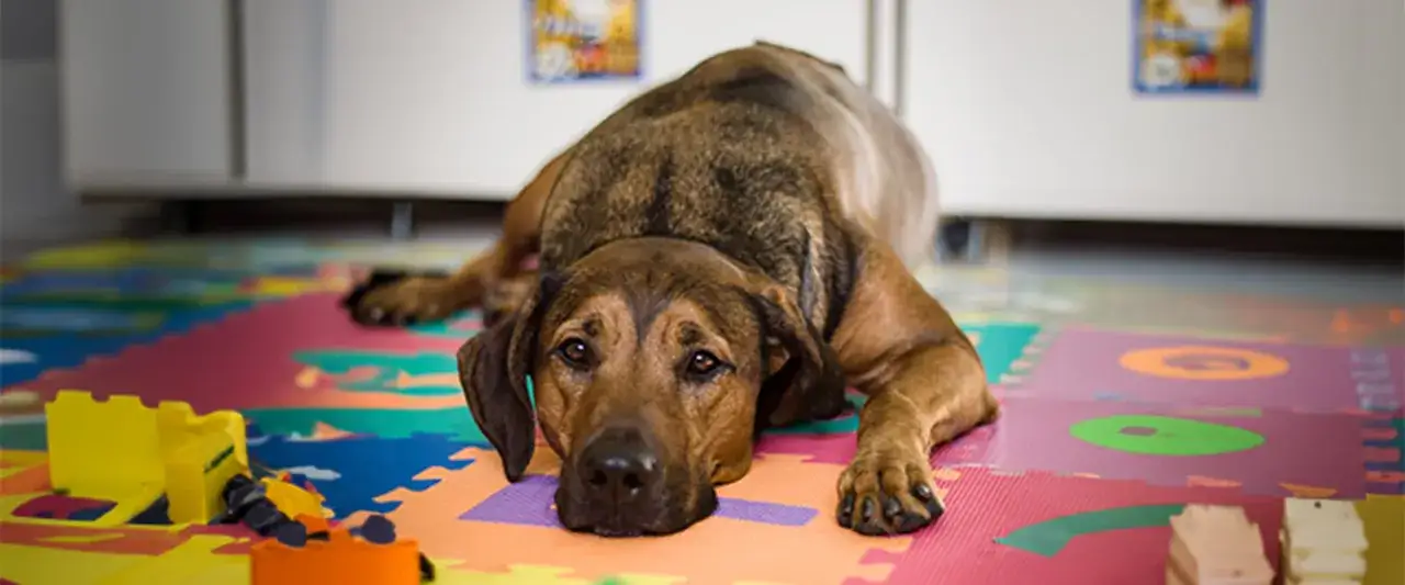 terapia psa w depresji zabawy węchowe