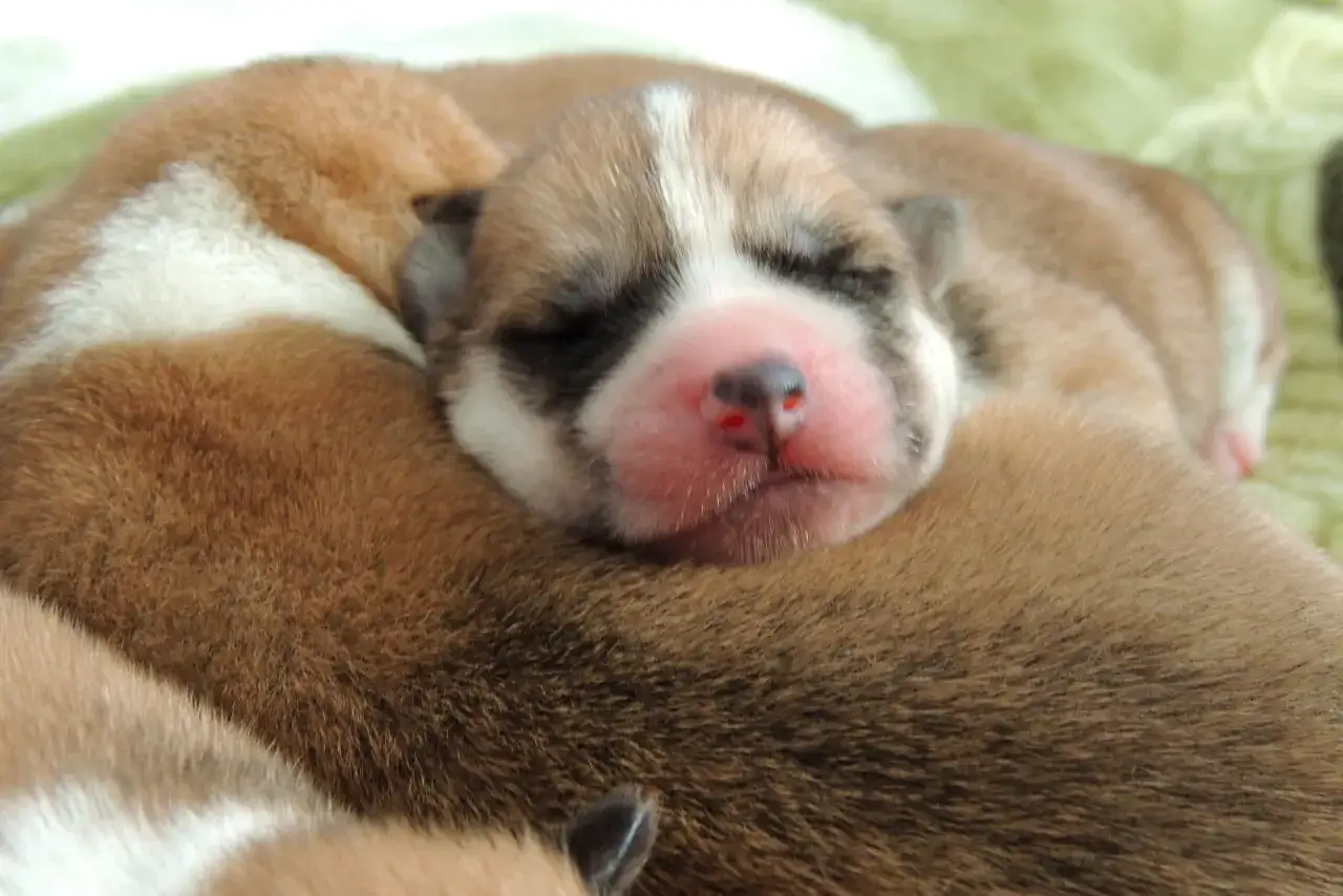 Słodki, śpiący szczeniak, kiedy szczeniak widzi świat we śnie.