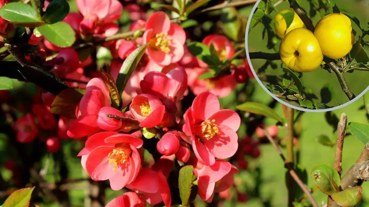 kwiaty pigwowca z bliska kolory