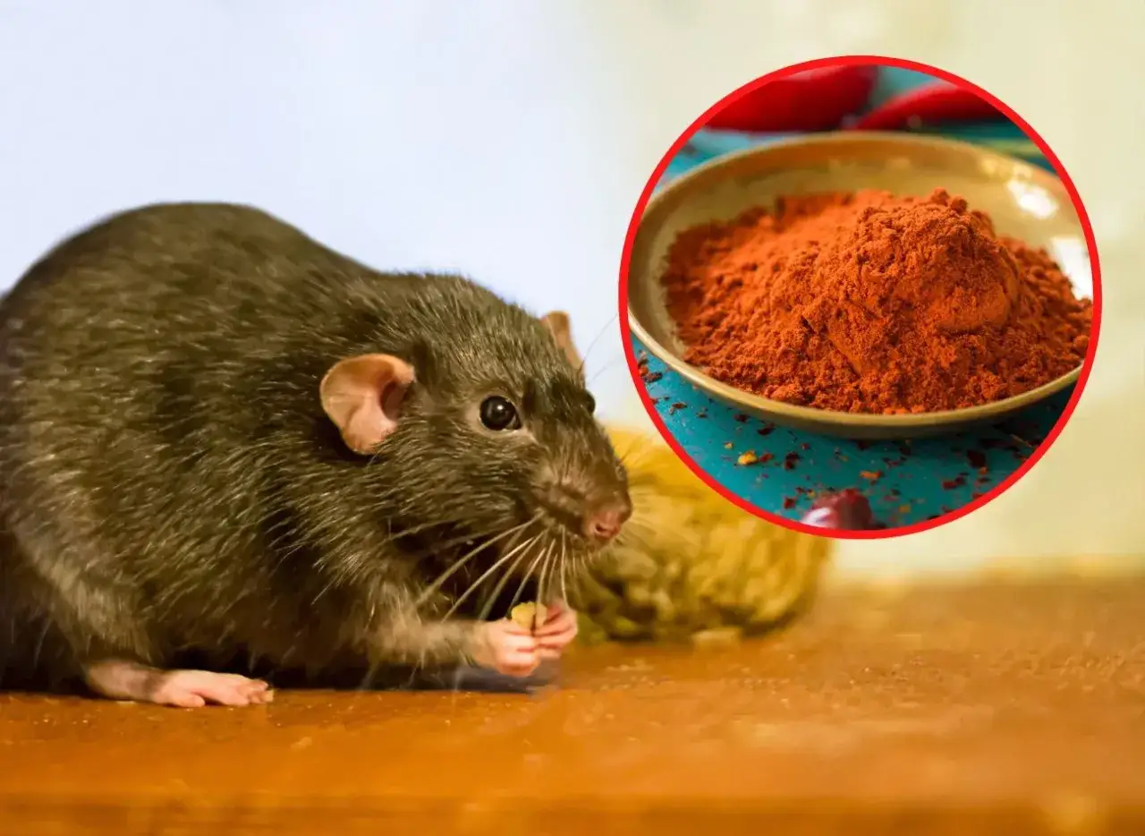 Szczur w ogrodzie, który znalazł miseczkę z papryką w proszku.