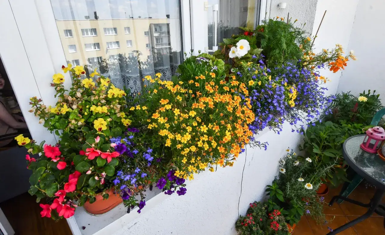 Kolorowe kwiaty na balkonie w kwietniu: ż&oacute;łte, pomarańczowe, czerwone i niebieskie. Idealne jakie kwiaty na balkon w kwietniu.