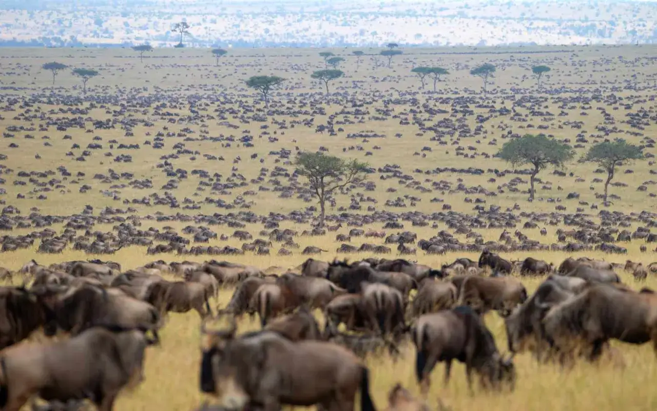 Ogromne stado gnu przemierza sawannę w Kenii. Te afrykańskie zwierzęta tworzą imponujący widok.