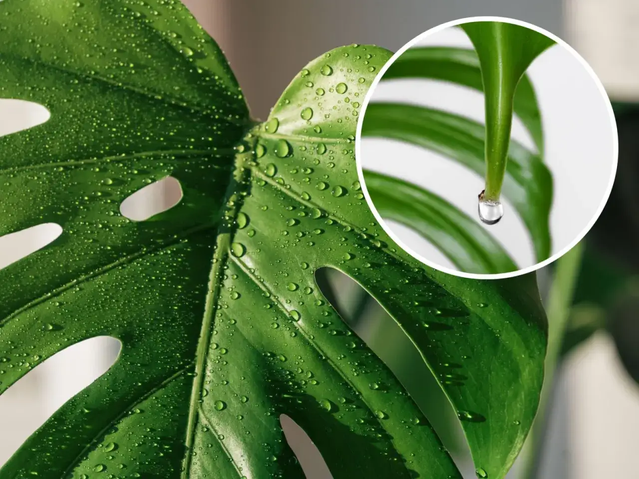 Kiedy monstera płacze, krople rosy lśnią na jej zielonych liściach. W zbliżeniu widać, jak jedna, duża kropla wisi na czubku liścia.