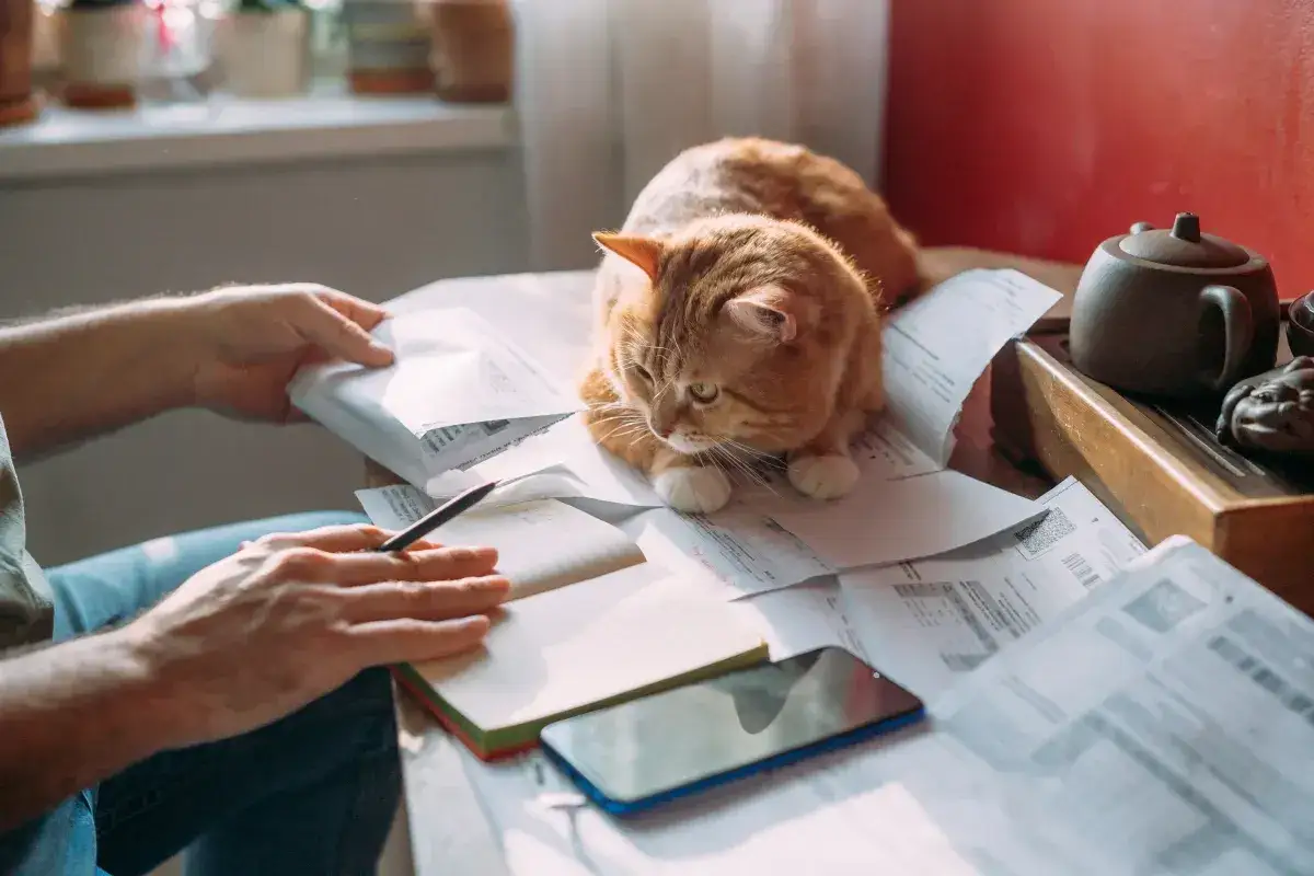 Pomarańczowy kot leży na papierach, podczas gdy mężczyzna notuje. Kto płaci podatek od nieruchomości przy umowie dzierżawy?