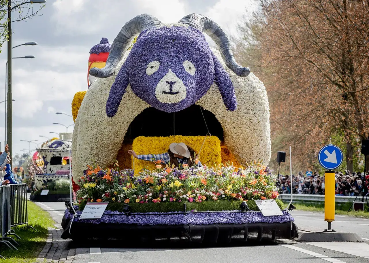 Kwiatowa parada w Holandii, idealna na wiosnę, kiedy najlepiej jechać do Holandii na tulipany. Wielka, fioletowa owca z kwiatów.