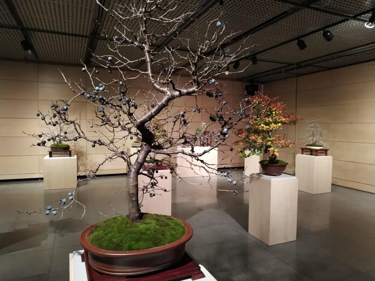 W muzeum sztuki i techniki japońskiej Manggha, zimowe drzewka bonsai z owocami prezentują piękno natury.