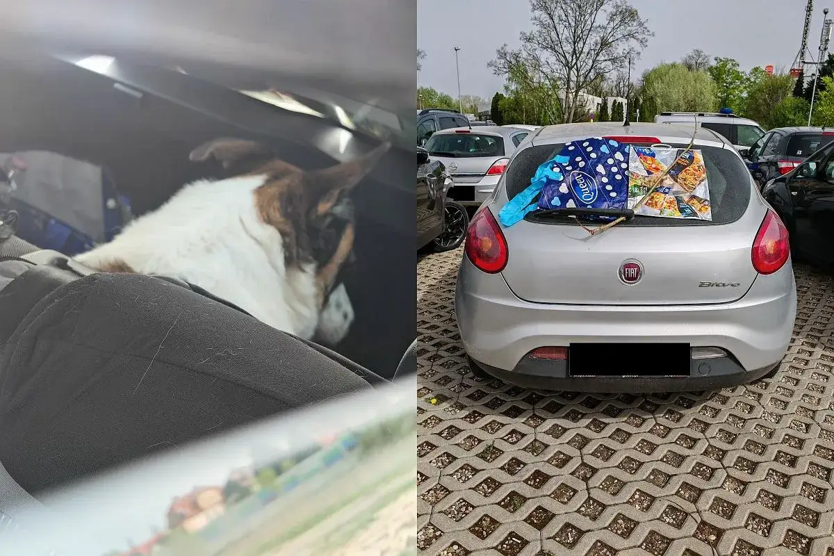 Pies śpi w samochodzie, a na tylnej szybie torby z zakupami. Czy można zostawić psa w aucie? To pytanie, kt&oacute;re budzi wiele wątpliwości.
