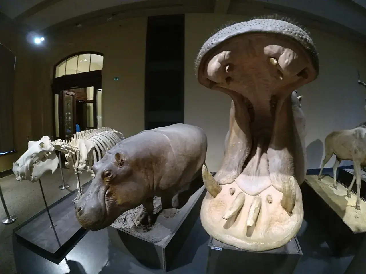 W muzeum natury Berlin hipopotam z otwartą paszczą obok szkieletu i antylopy.