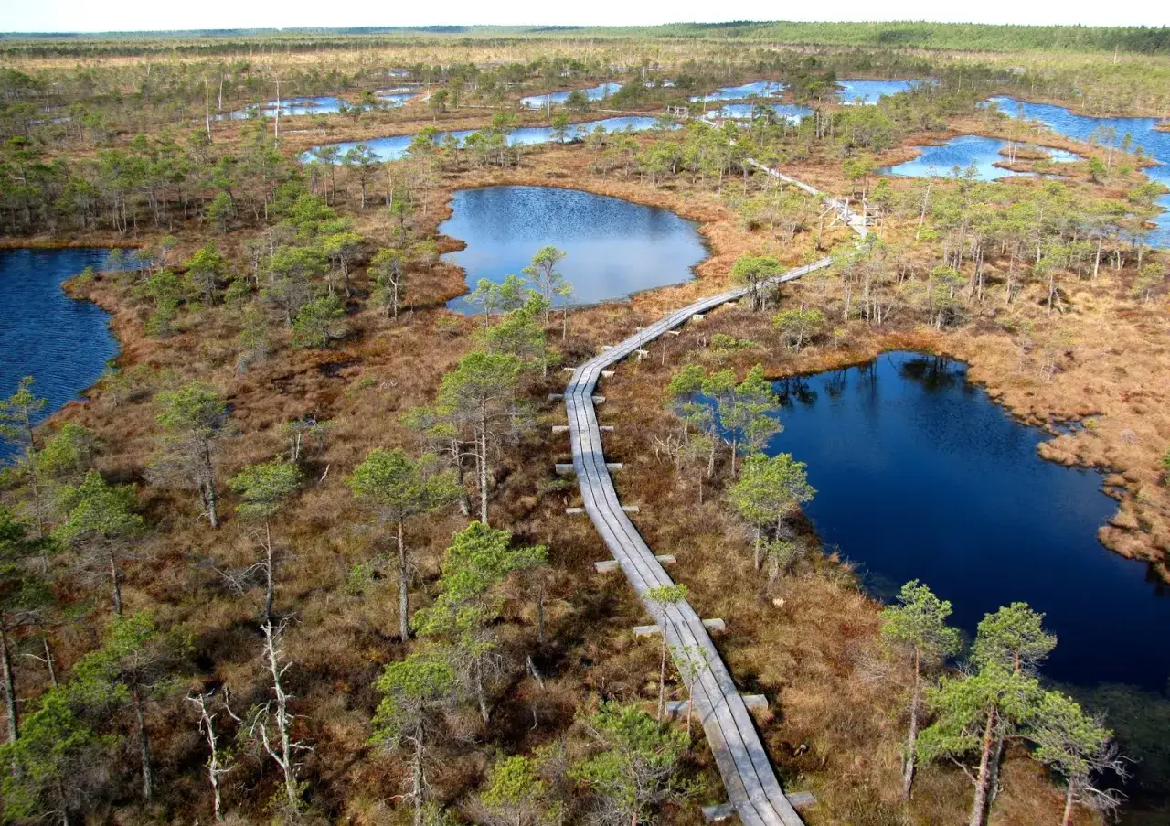 Drewniana ścieżka wije się przez malownicze jeziora i sosnowy las w Parku Narodowym Kemeri.