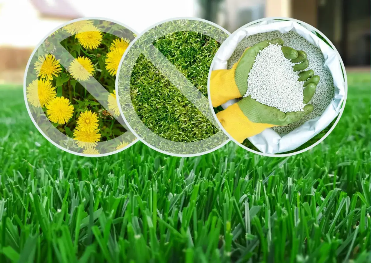 zdrowy gęsty trawnik bez chwastów