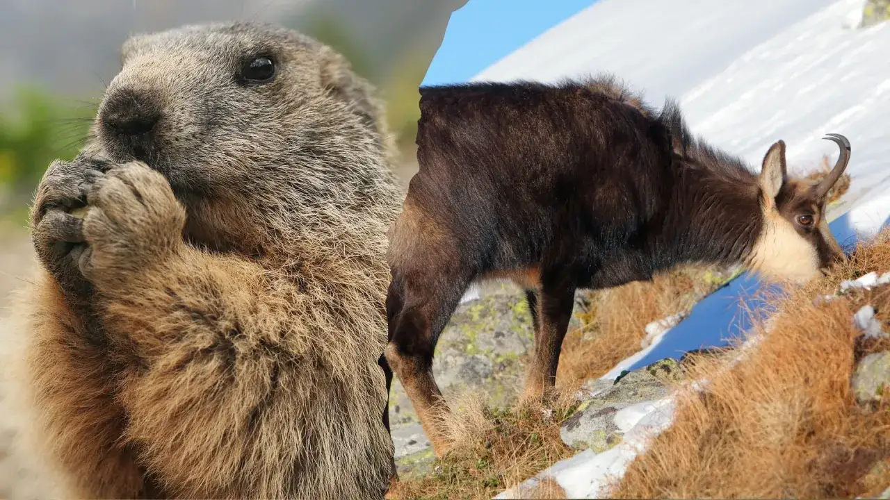 Świstak zajada przysmak, a kozica g&oacute;rska szuka pożywienia. Takie zwierzęta żyją w g&oacute;rach.