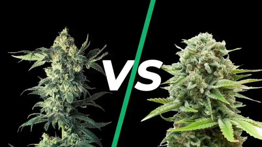 Por&oacute;wnanie odmian marihuany automatycznych i fotoperiodycznych