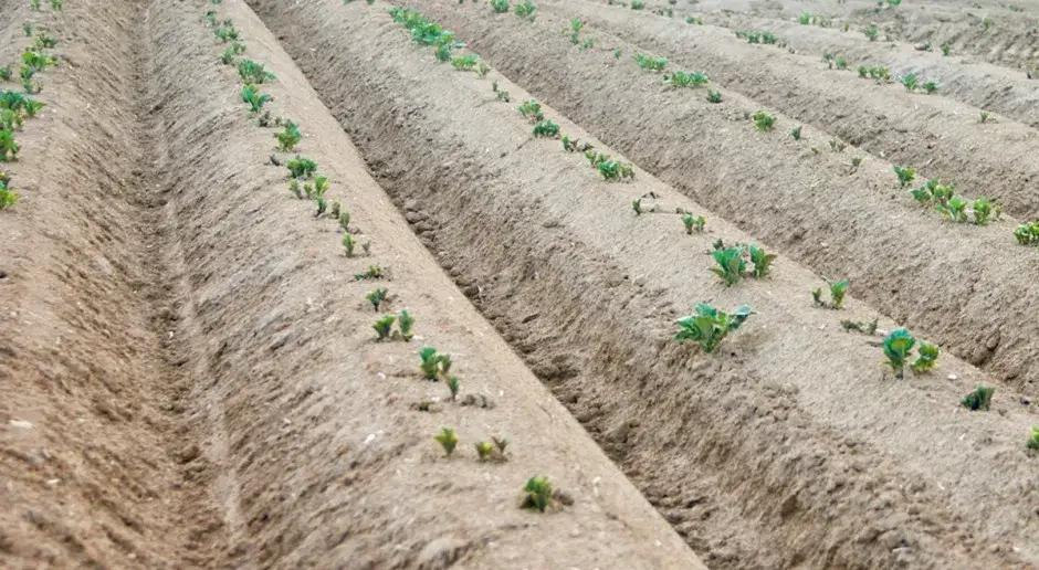 sadzenie ziemniak&oacute;w w redlinach