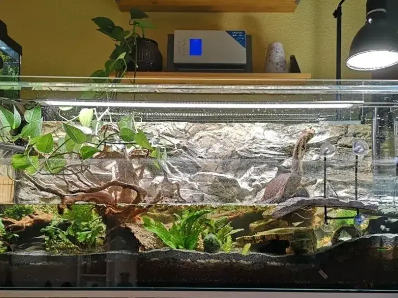 terrarium dla żółwia lądowego i akwaterrarium dla żółwia wodno-lądowego porównanie