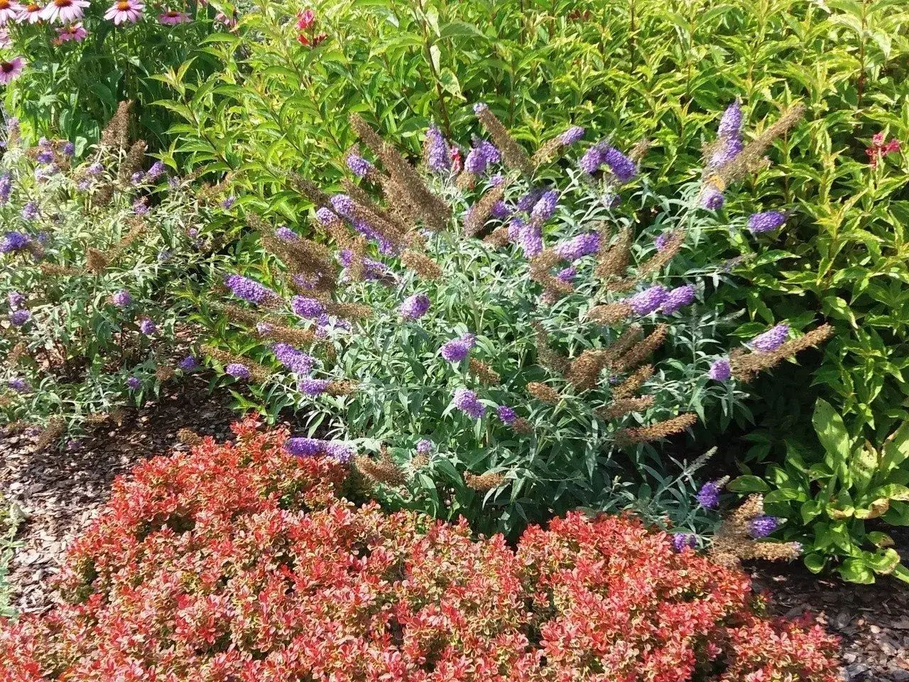 Krzewy i byliny na gliniastą glebę: fioletowe budleje i czerwone berberysy kwitną w ogrodzie.