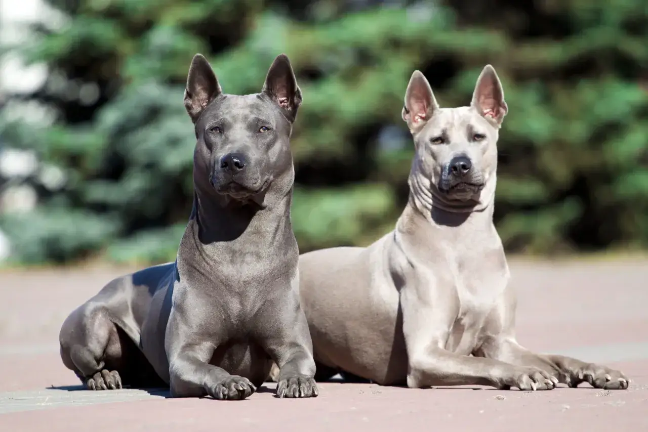 Dwa psy rasy thai ridgeback blue leżą na chodniku. Jeden jest ciemnoszary, drugi jasnoszary.