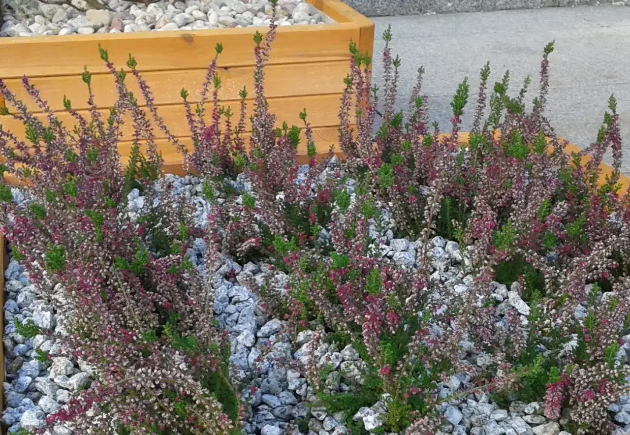 Wrzos w pełnym rozkwicie, tworzy fioletowo-zielony dywan na tle drewnianej donicy. Idealny czas, kiedy kwitnie wrzos.