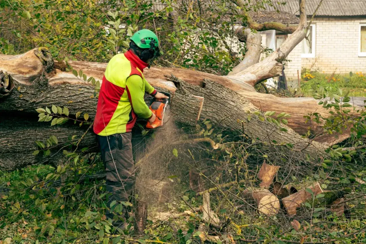 Drwal w kasku i kamizelce tnie piłą spory pień. Czy można wyciąć świerk na działce? To pytanie zadaje sobie wielu właścicieli.