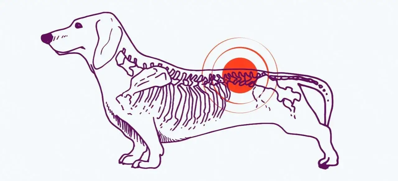 rasy ps&oacute;w predysponowane dyskopatia