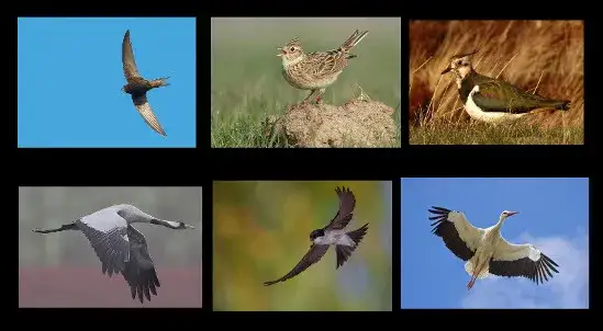 Wiosenne ptaki przylatujące do Polski