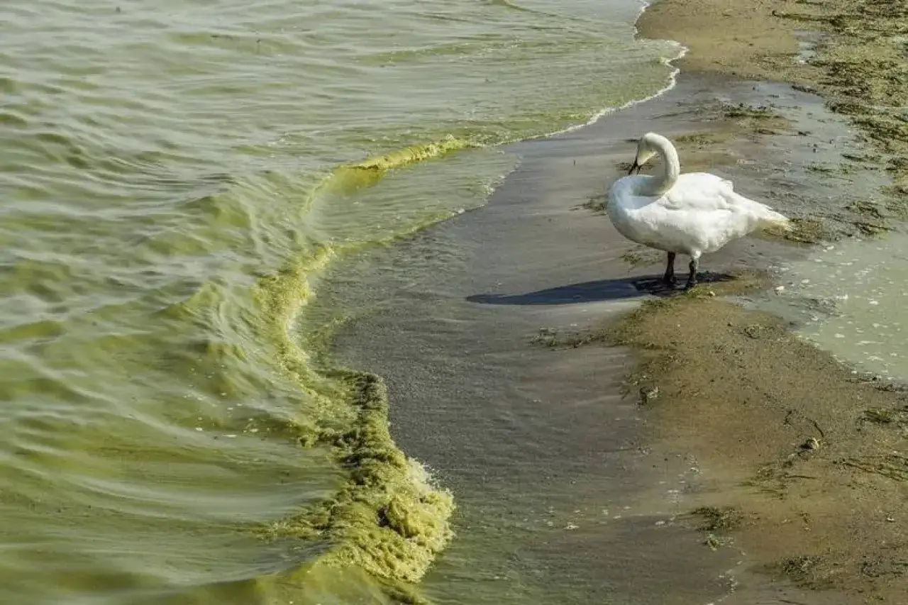 sinice w morzu bałtyckim pełen zakwit