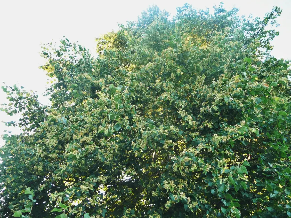 Młoda lipa brak kwiat&oacute;w