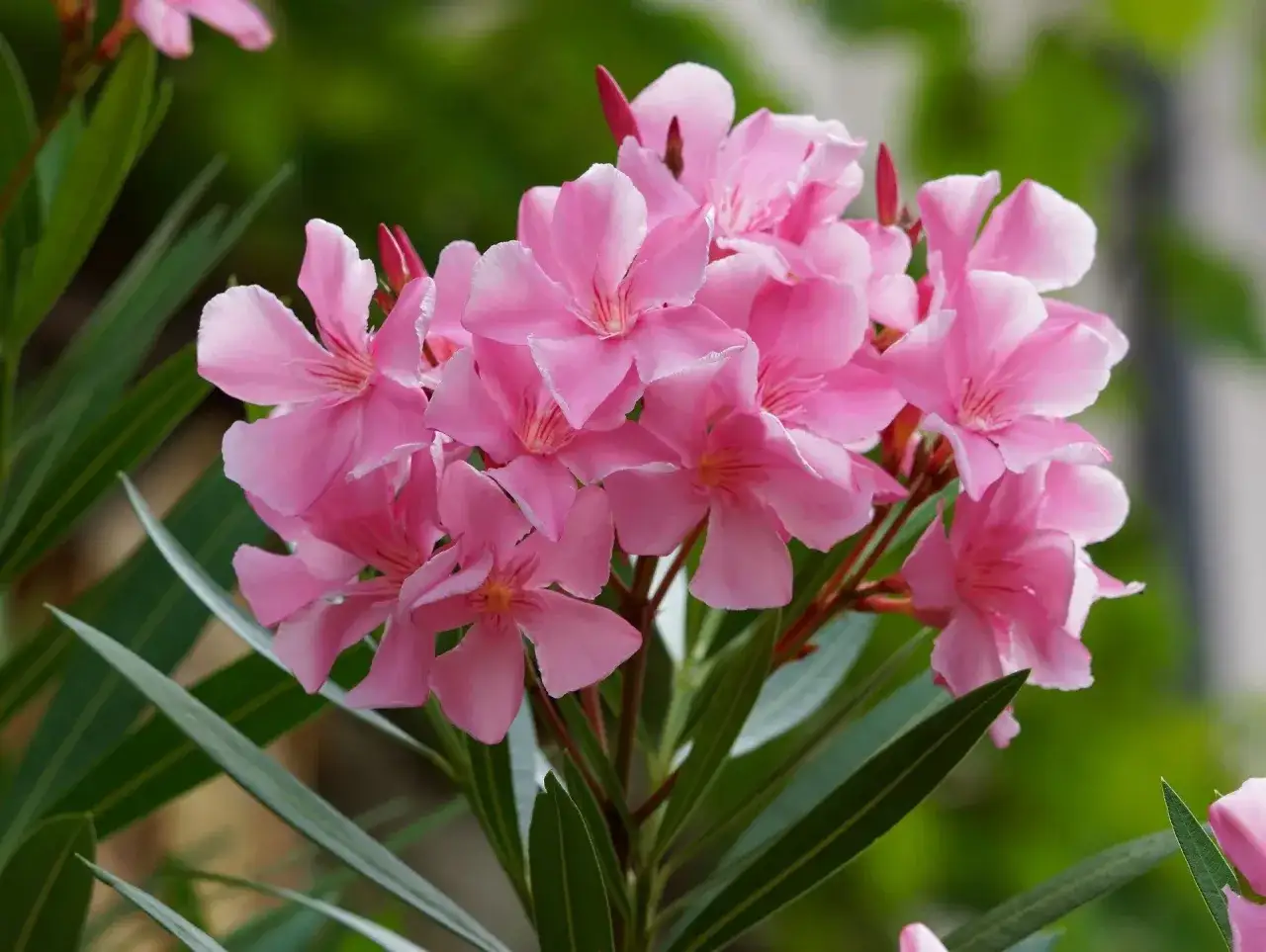 oleander przed i po przycinaniu