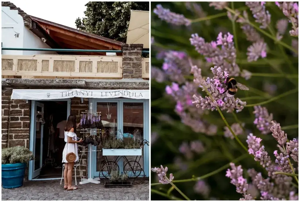 Półwysep Tihany lawenda