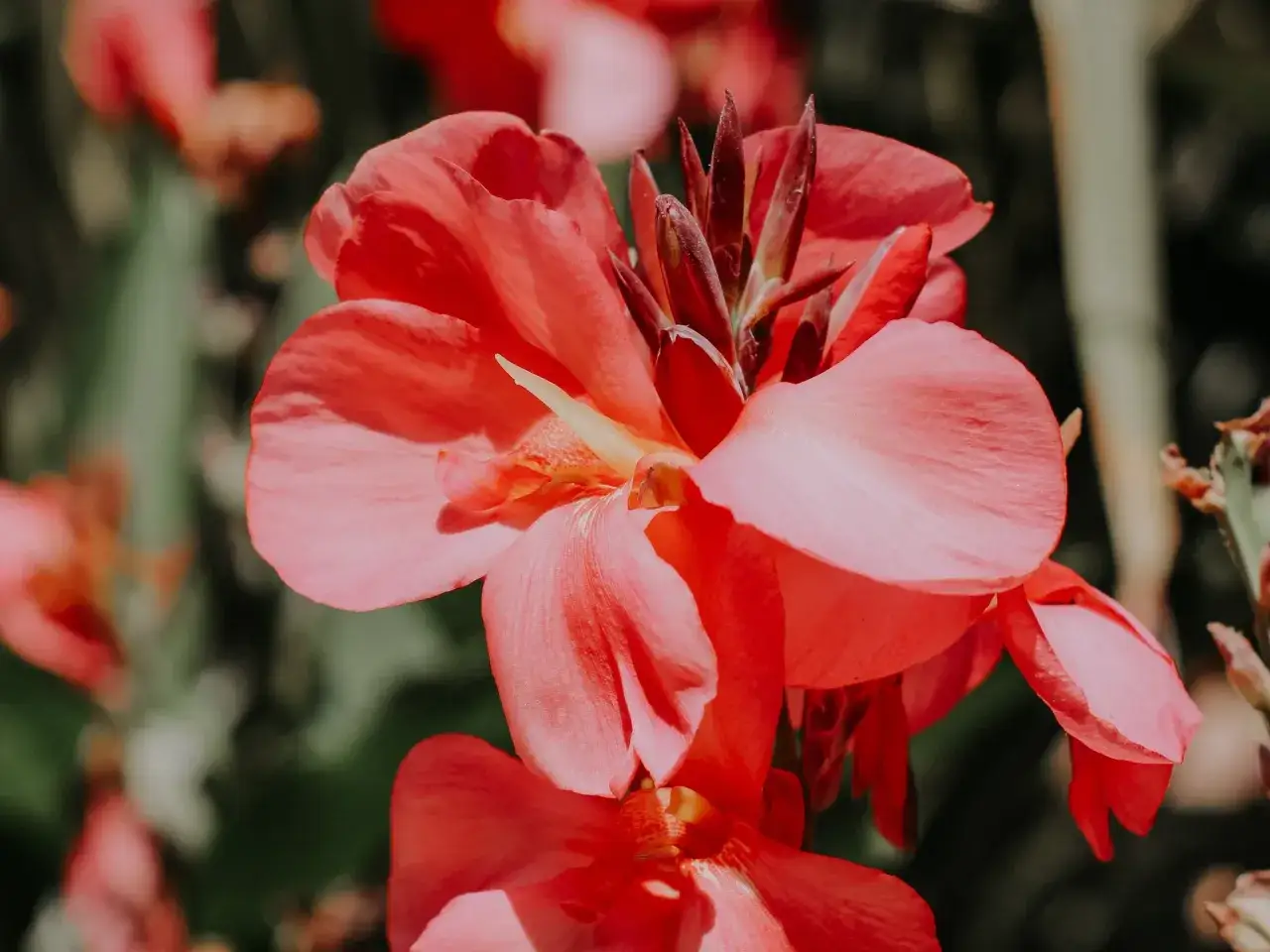 Kanna w donicy, z jaskrawoczerwonymi, falistymi płatkami, rozkwita w słońcu.