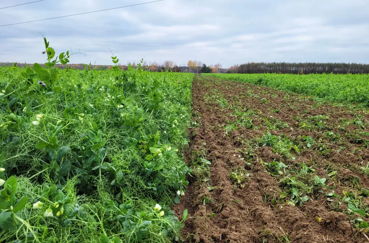 Pole podzielone na dwie części: bujny, zielony poplon jesienny i świeżo zaorana ziemia.