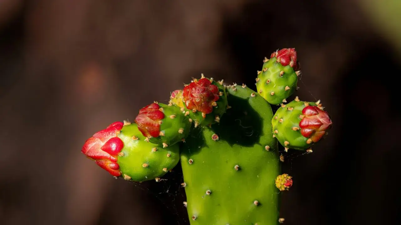 Opuncja kwitnąca w ogrodzie lub doniczce