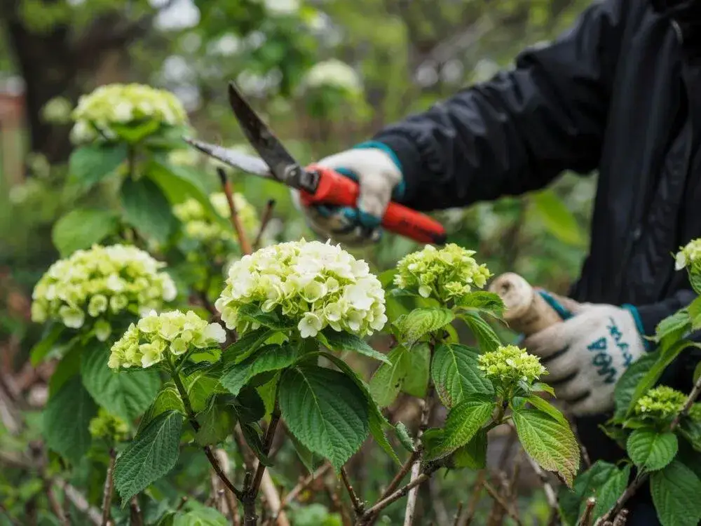 hortensja annabelle po cięciu wiosennym