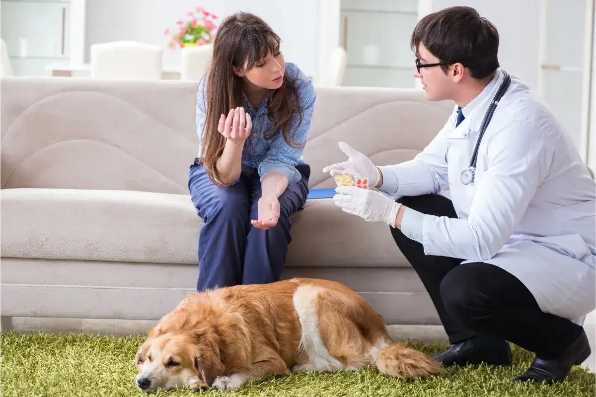 Weterynarz pokazuje właścicielce leki, co dla psa na biegunkę. Pies leży na dywanie.
