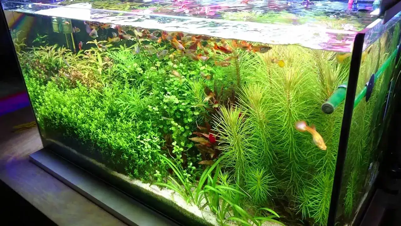 Akwarium z gęstą roślinnością i kotnikiem dla gupików