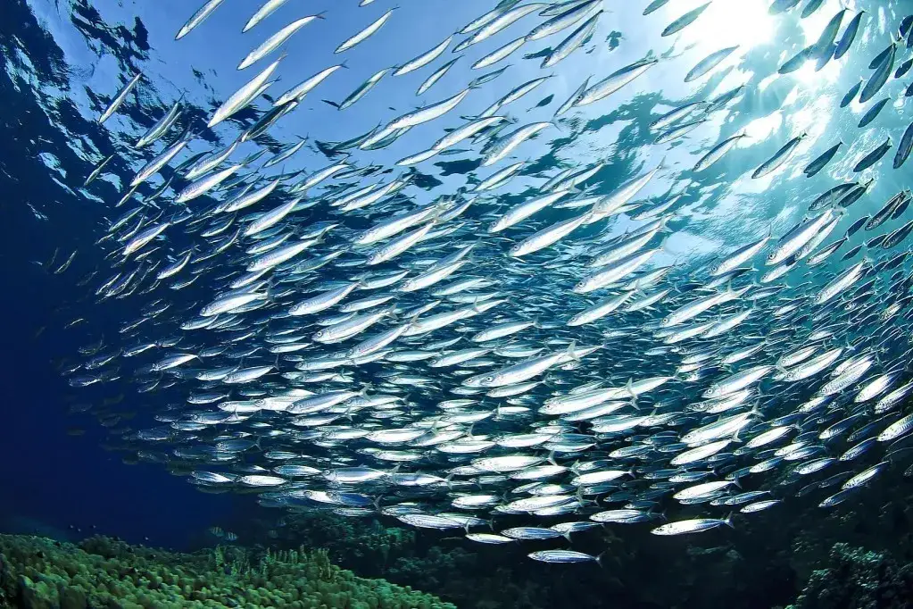 Flora i fauna Morza Bałtyckiego