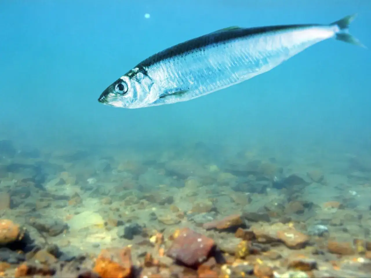 różne gatunki świeżych ryb bałtyckich na ladzie