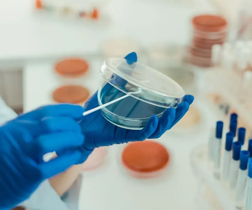 Pracownik laboratorium mikrobiologicznego wykonujący posiew