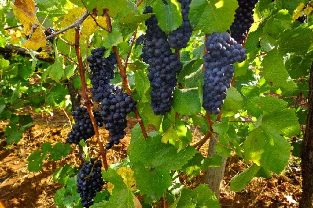 Pinot Noir winogrona na krzewie