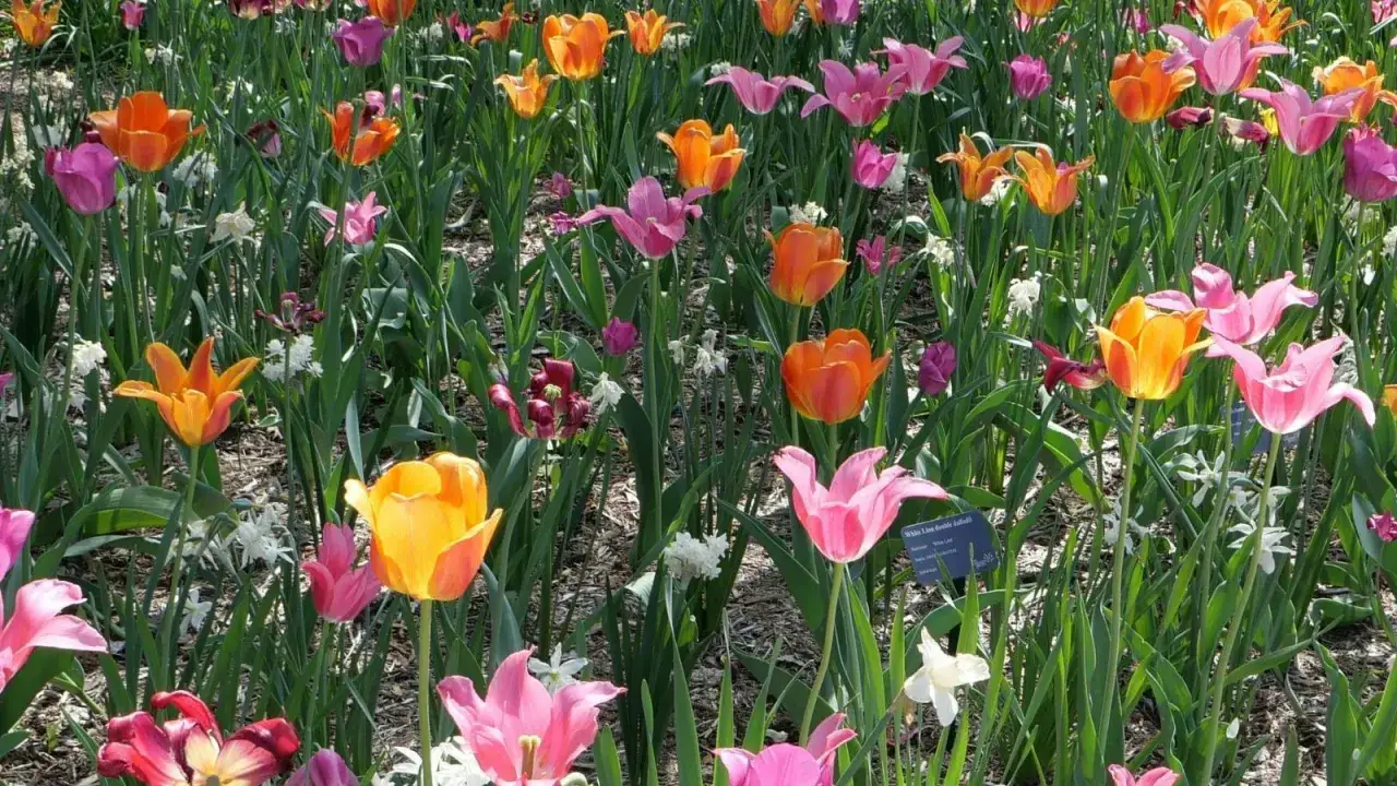 Kolorowe kwiaty zwiastujące wiosnę: pomarańczowe, r&oacute;żowe i ż&oacute;łte tulipany wśr&oacute;d zieleni.