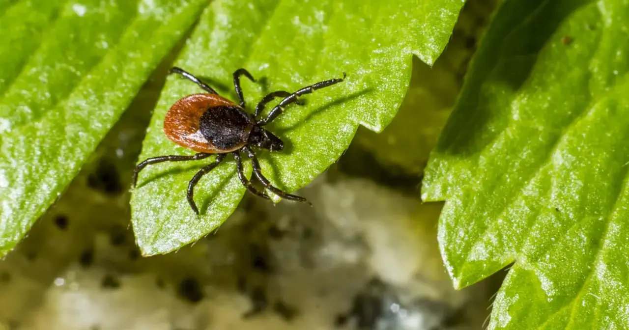 Kleszcz na zielonym liściu. Czy wiesz, jakiego zapachu nie lubią kleszcze?