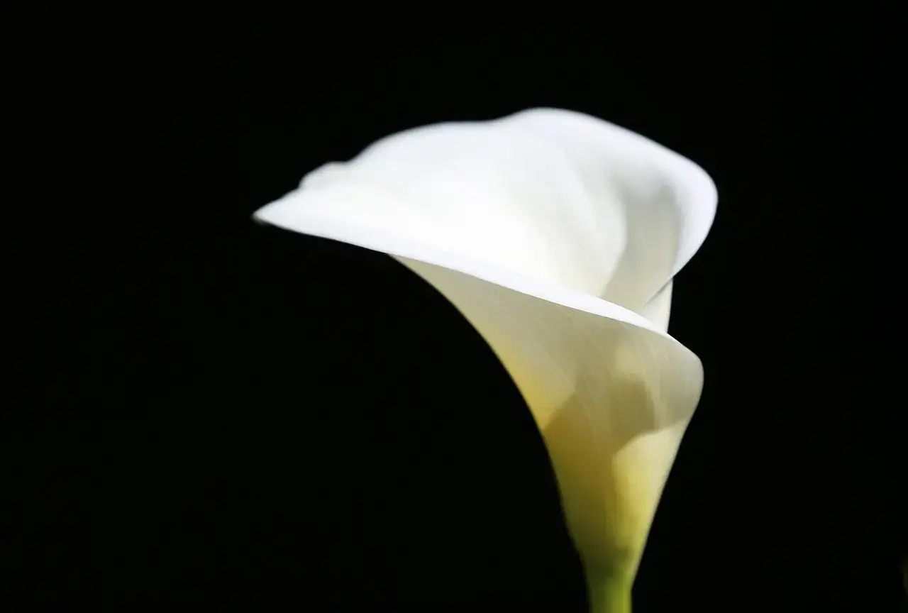Elegancki, biały kwiat kalia na czarnym tle. Delikatne światło podkreśla jego kształt i fakturę.