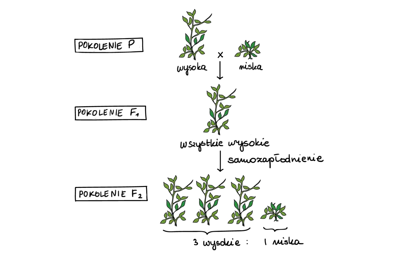 metoda krzyżowa chemia schemat